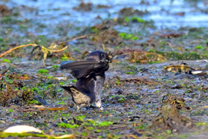 Purple Martin